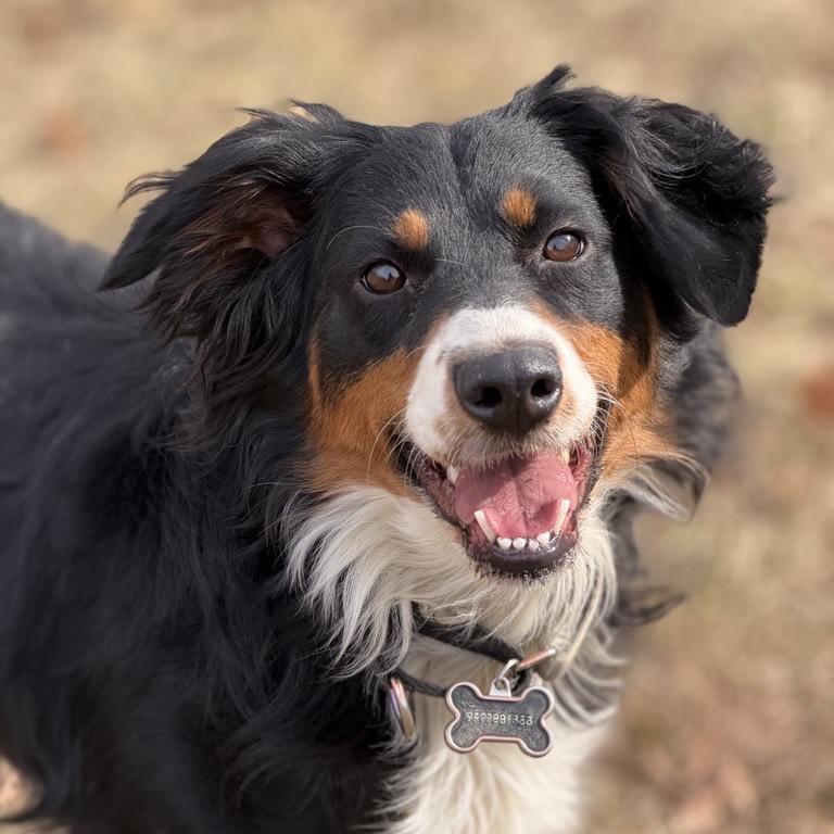 Enlarge Mixy, a Adoptable Australian Shepherd in Alexandria, VA image 4/6