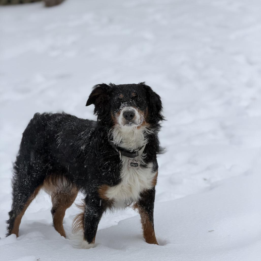 Enlarge Mixy, a Adoptable Australian Shepherd in Alexandria, VA image 5/6