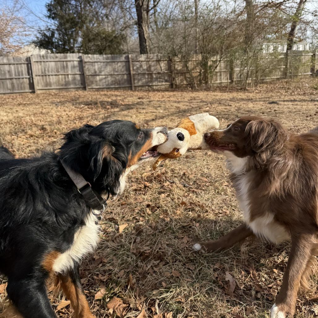 Enlarge Mixy, a Adoptable Australian Shepherd in Alexandria, VA image 6/6