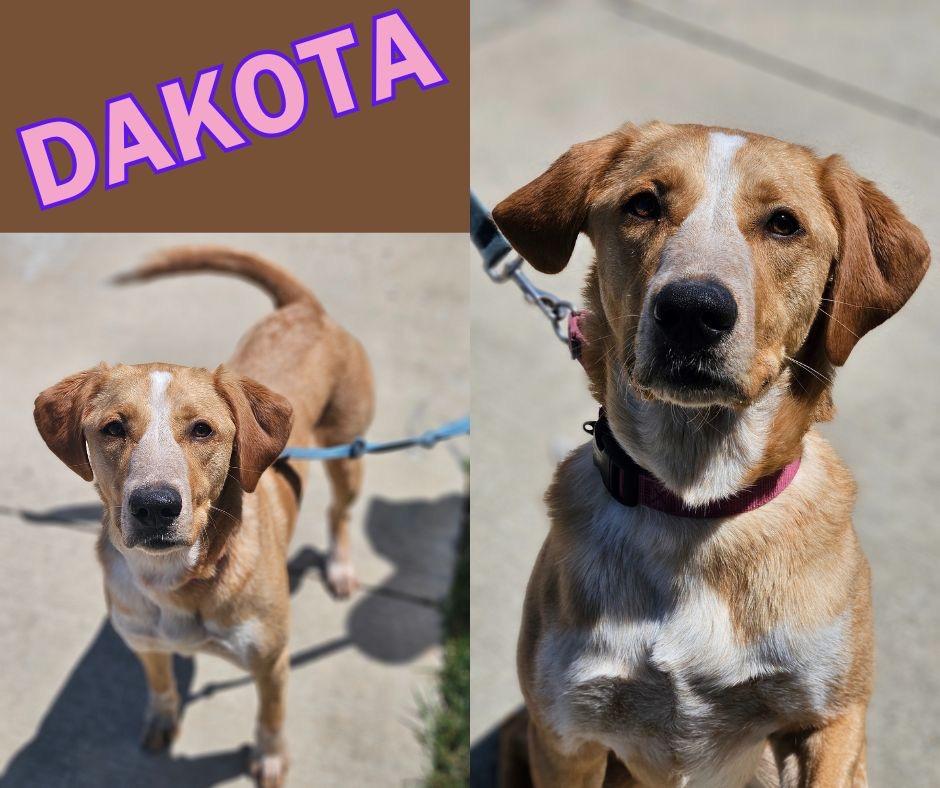 Enlarge Dakota, a Adoptable mixed breed in Kingsport, TN image 1/1