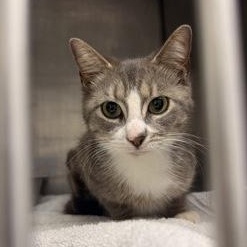 Enlarge Tootsie Roll, an adopted Domestic Short Hair in Athens, GA image 1/1