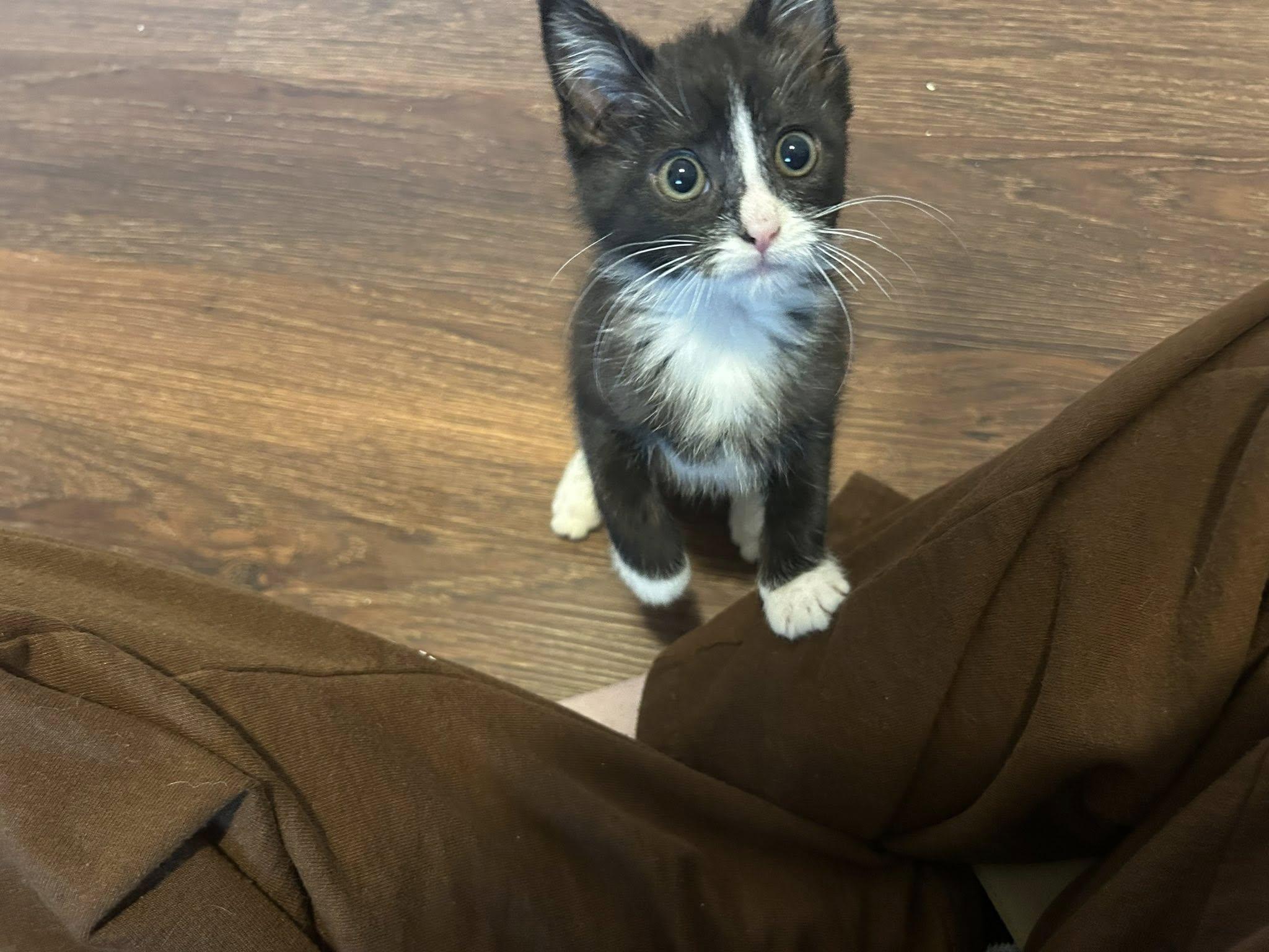 Enlarge Glinda, a Adoptable Domestic Medium Hair in Yorktown, IN image 1/2