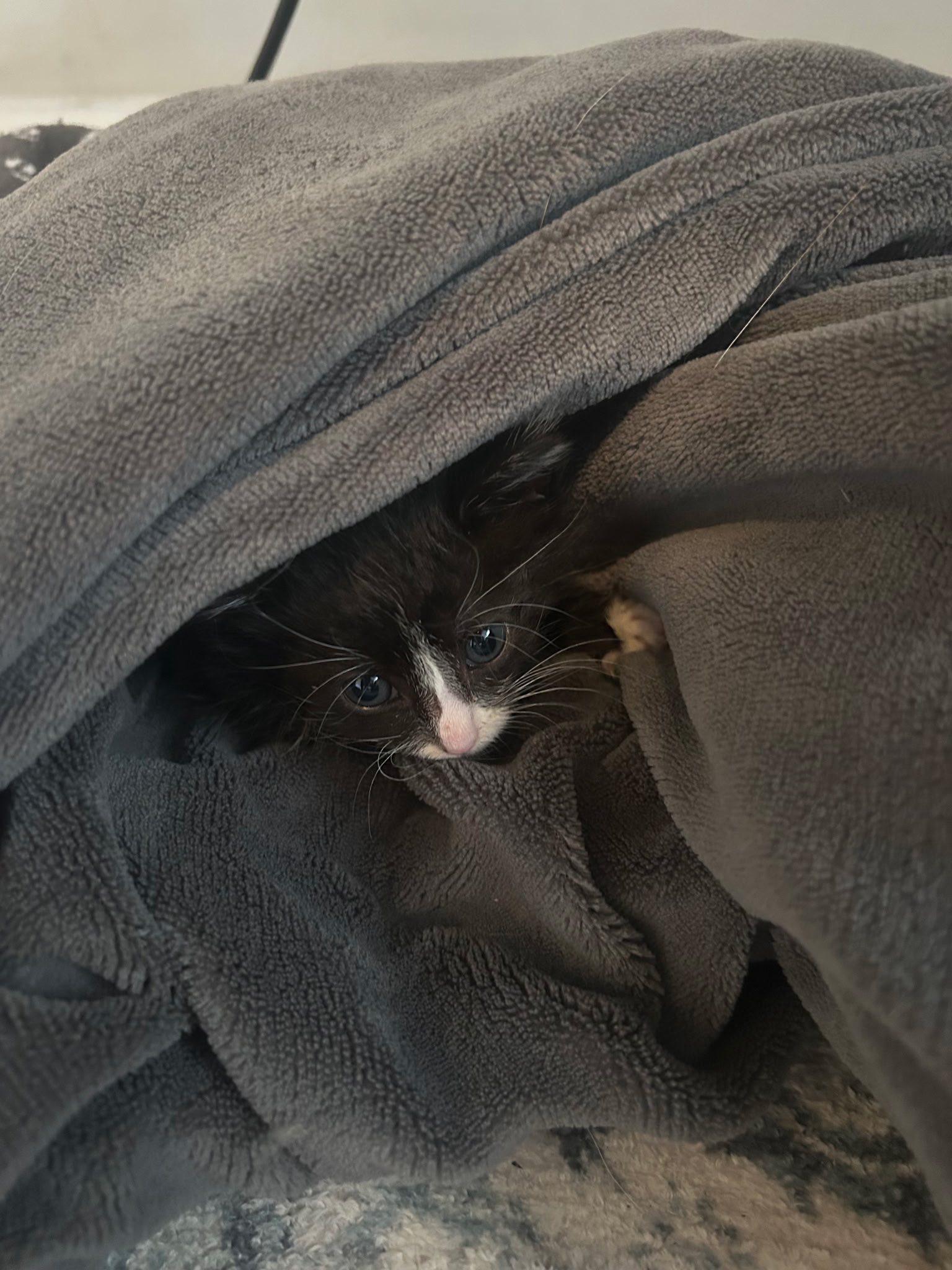 Enlarge Glinda, a Adoptable Domestic Medium Hair in Yorktown, IN image 2/2