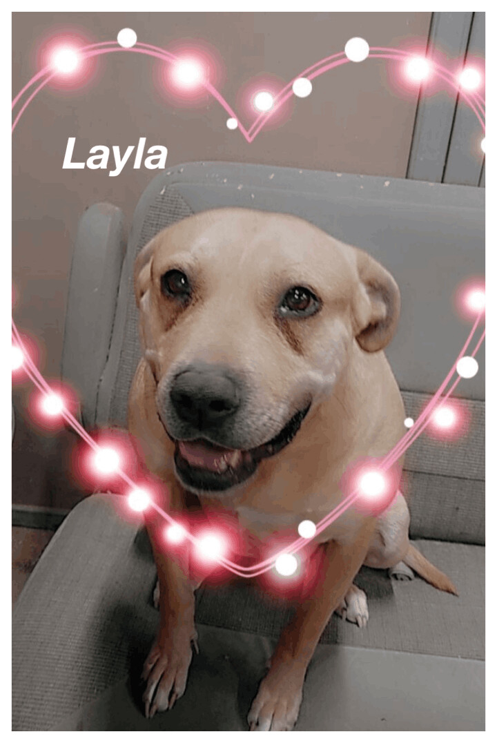 Layla, an adopted Pit Bull Terrier in Canyon, TX_image-1
