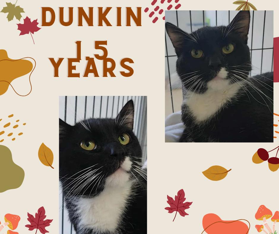 Dunkin, Adoptable, Adult Male Domestic Medium Hair.