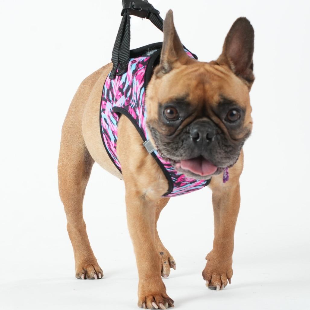 Enlarge Flower Market 14103, a Adoptable French Bulldog in San Francisco, CA image 1/6
