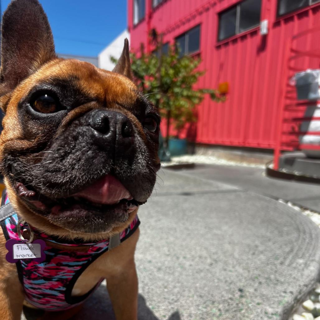 Enlarge Flower Market 14103, a Adoptable French Bulldog in San Francisco, CA image 2/6