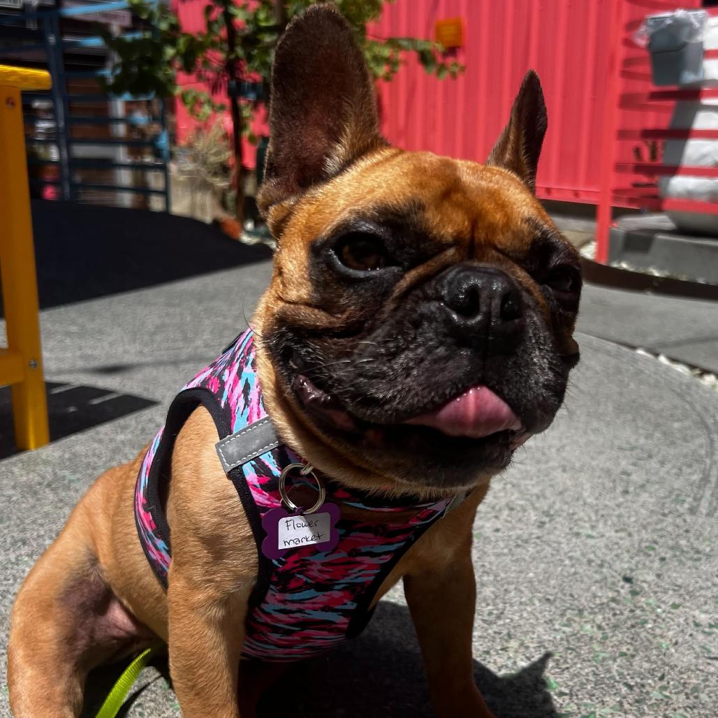 Enlarge Flower Market 14103, a Adoptable French Bulldog in San Francisco, CA image 4/6