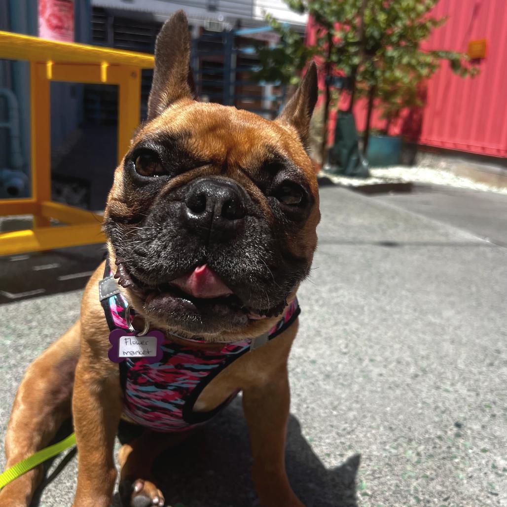 Enlarge Flower Market 14103, a Adoptable French Bulldog in San Francisco, CA image 5/6