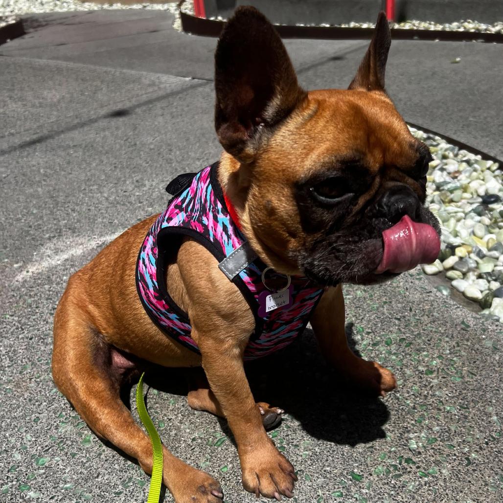 Enlarge Flower Market 14103, a Adoptable French Bulldog in San Francisco, CA image 6/6