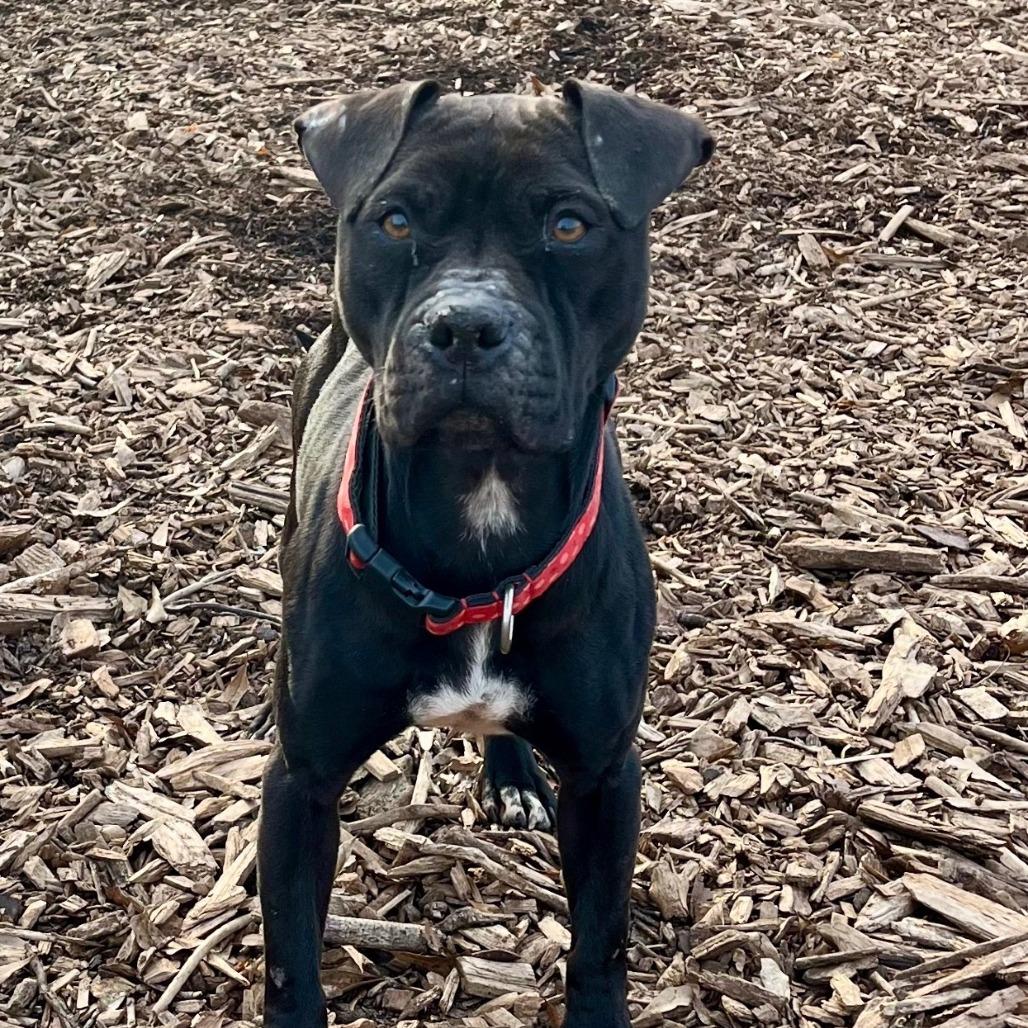 Sunny, Adoptable, Adult Female English Bulldog & Terrier.