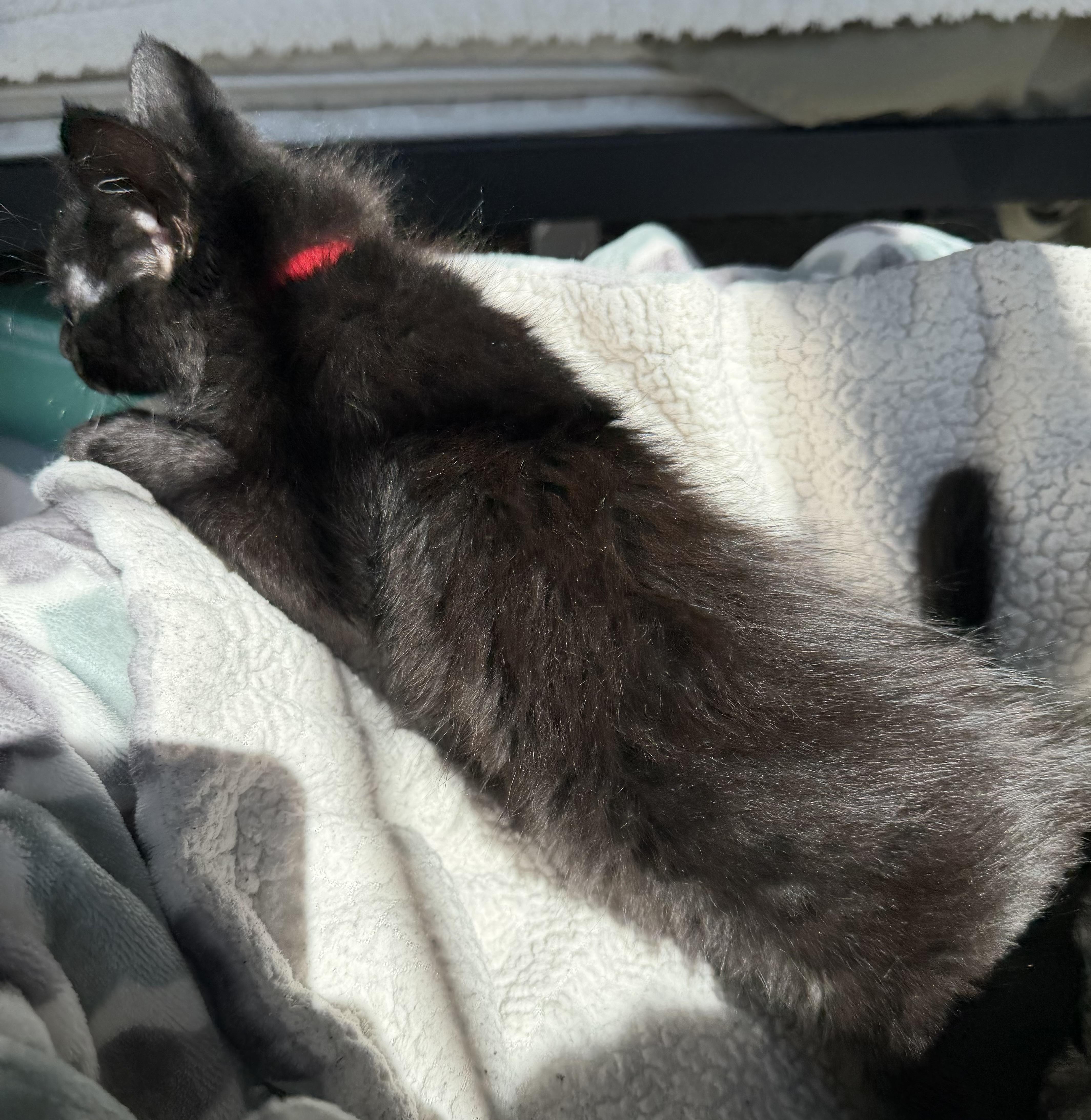 Jojo, a ADOPTABLE Domestic Medium Hair in Bonney Lake, WA image 2/6