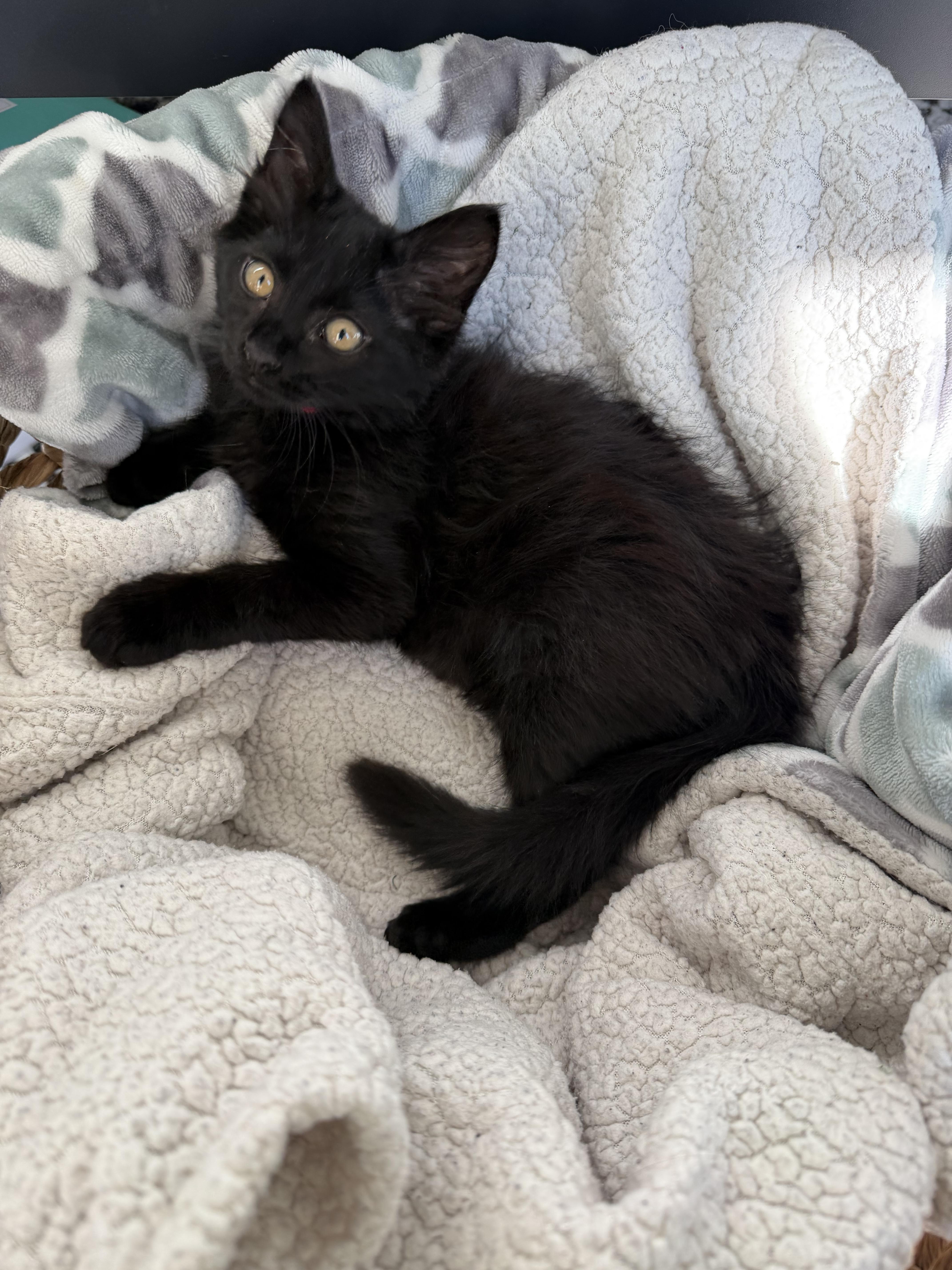 Jojo, ADOPTABLE, Kitten Female Domestic Medium Hair.