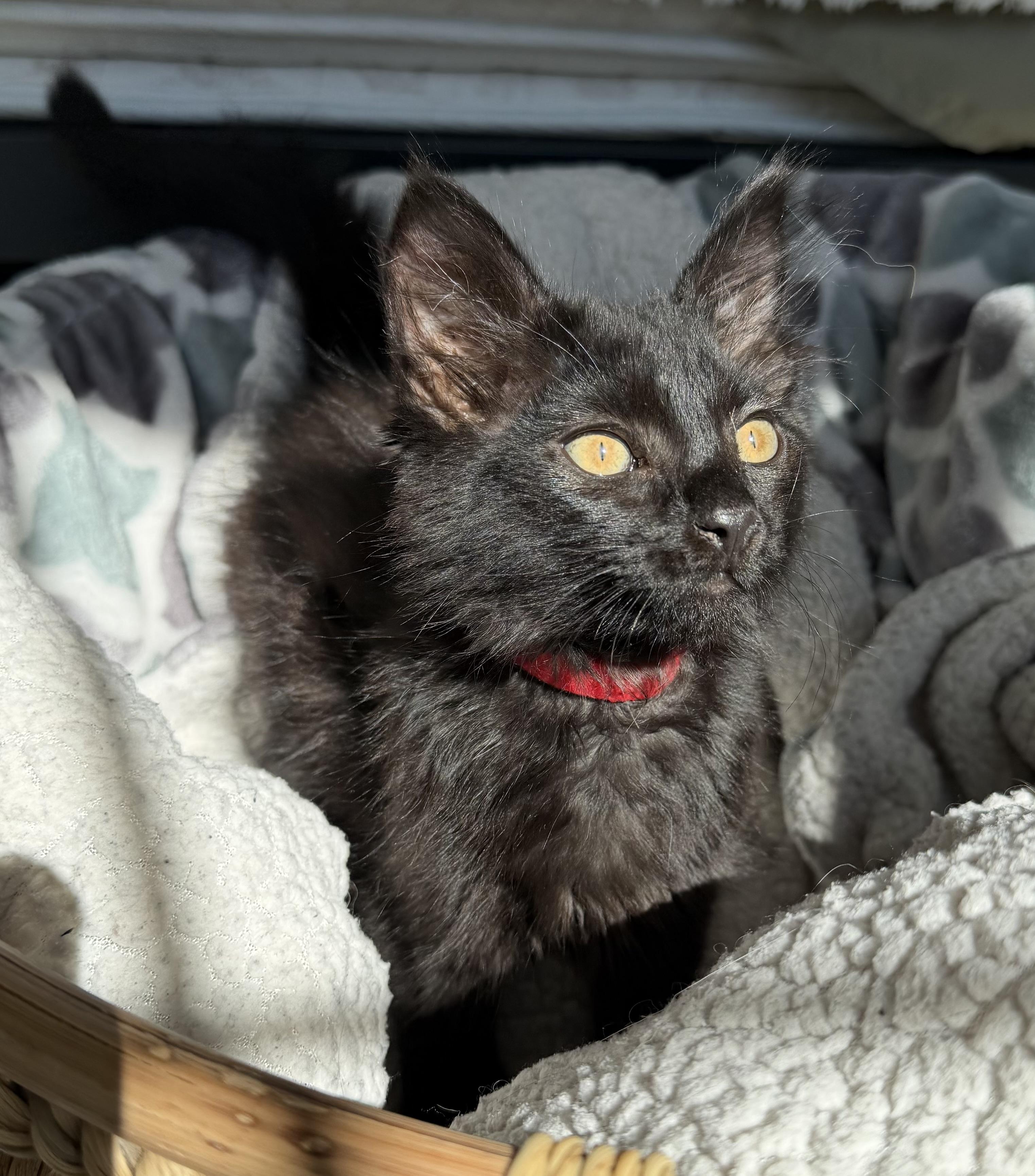 Jojo, a ADOPTABLE Domestic Medium Hair in Bonney Lake, WA image 3/6