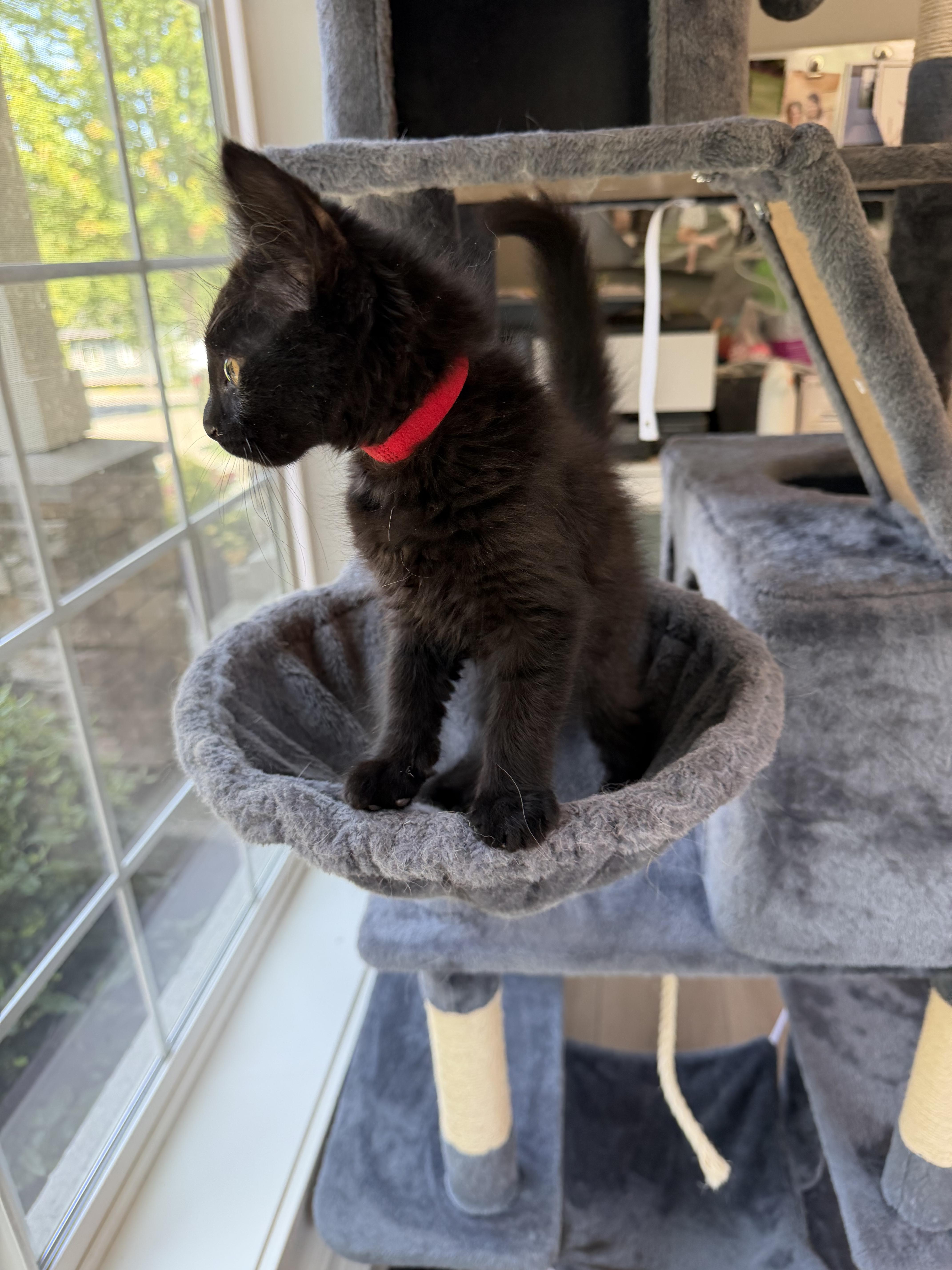 Jojo, a ADOPTABLE Domestic Medium Hair in Bonney Lake, WA image 5/6