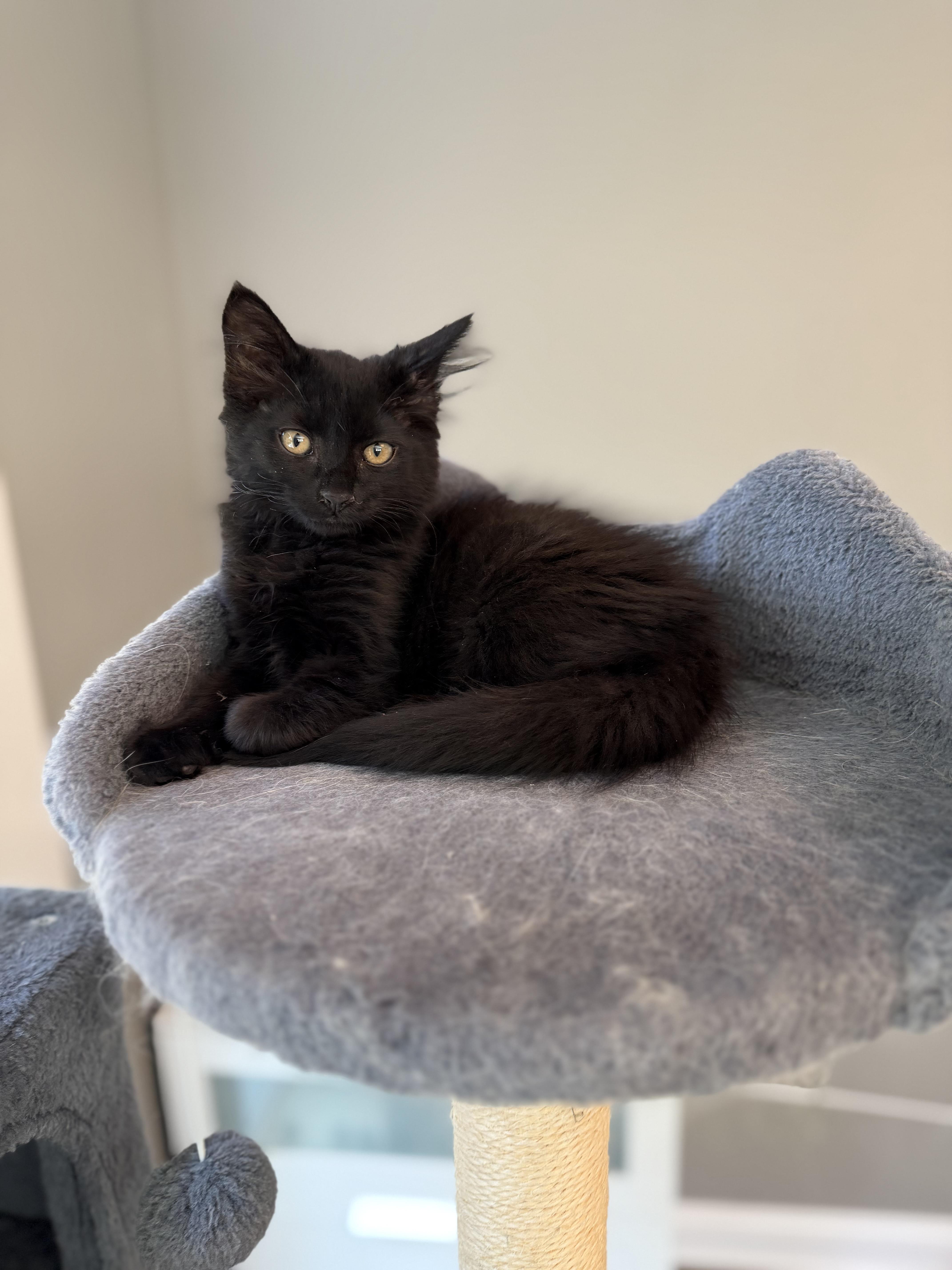 Jojo, a ADOPTABLE Domestic Medium Hair in Bonney Lake, WA image 6/6