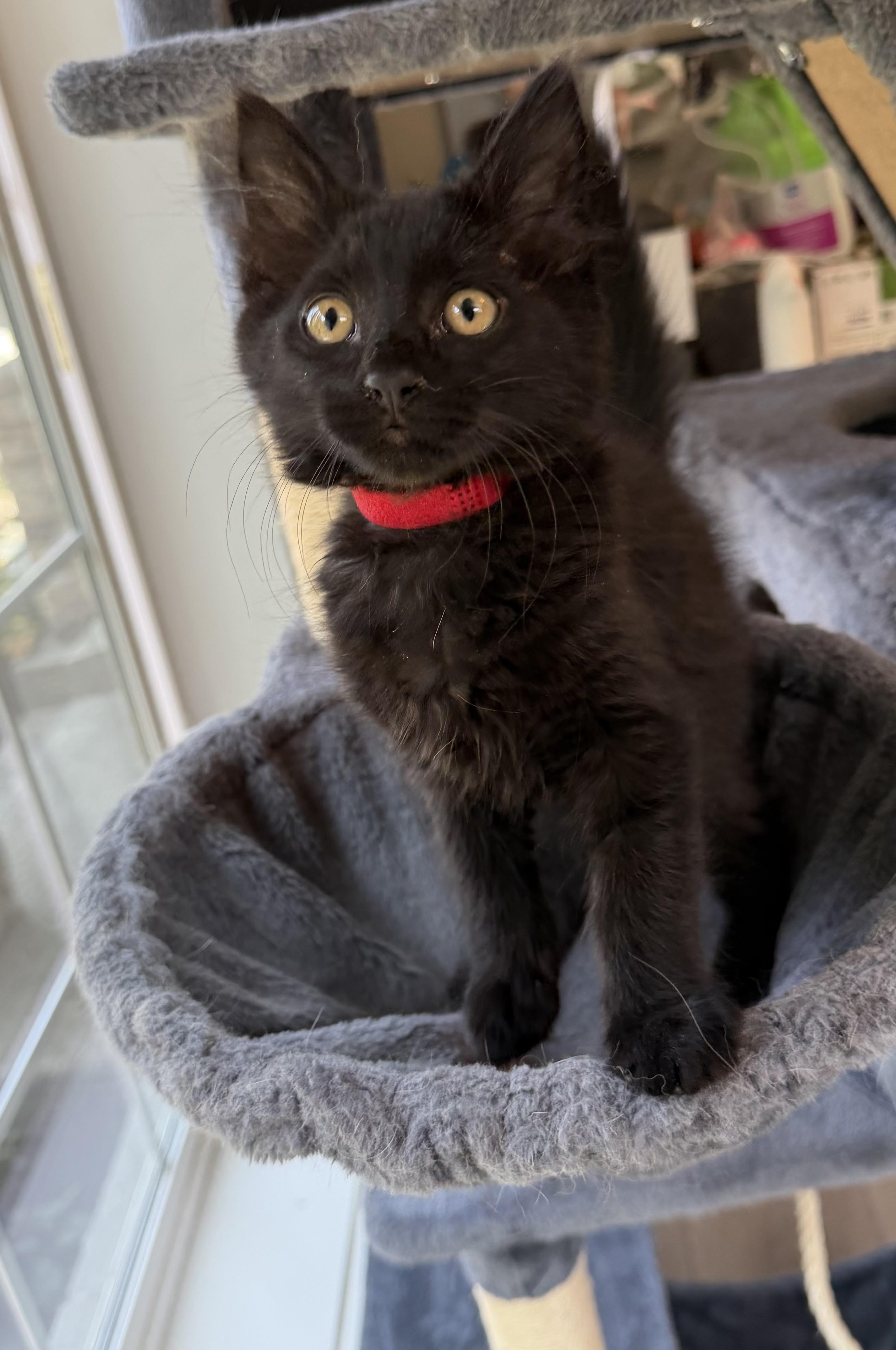 Jojo, a ADOPTABLE Domestic Medium Hair in Bonney Lake, WA image 4/6