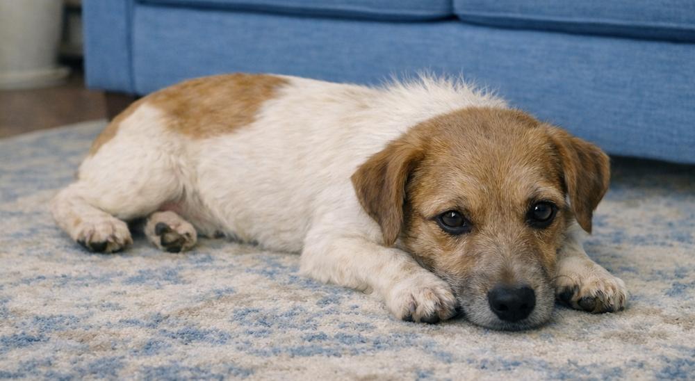 Enlarge Pip- Shortie Jack, a Adoptable Jack Russell Terrier in Crown Point, IN image 2/5