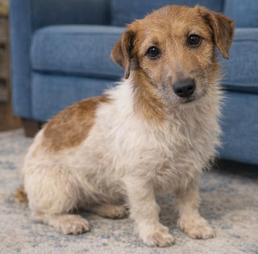 Enlarge Pip- Shortie Jack, a Adoptable Jack Russell Terrier in Crown Point, IN image 3/5