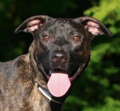 Cocoa Bean, a Adoptable mixed breed in Woburn, MA image 4/6