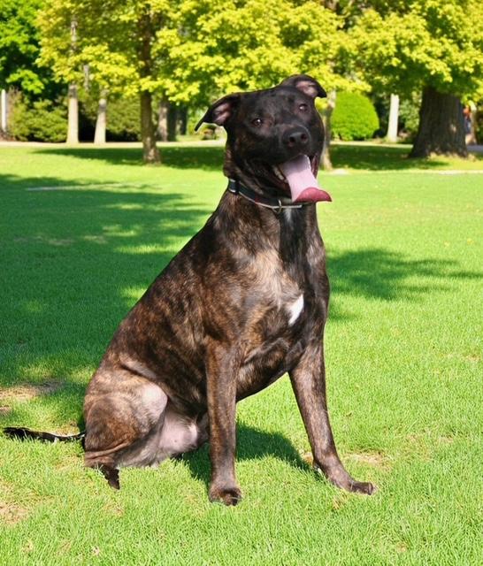 Cocoa Bean, a Adoptable mixed breed in Woburn, MA image 6/6