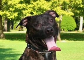 Cocoa Bean, a Adoptable mixed breed in Woburn, MA image 1/6