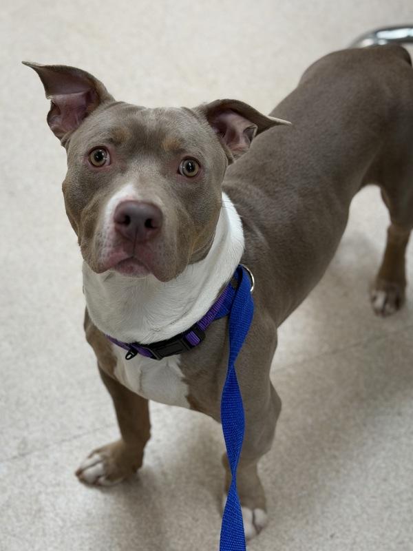 Enlarge Dior, a Adoptable mixed breed in Novato, CA image 1/2