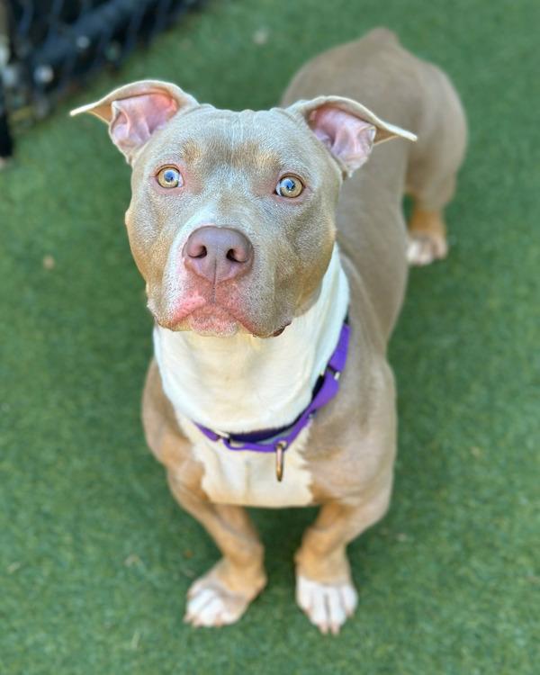 Enlarge Dior, a Adoptable mixed breed in Novato, CA image 2/2