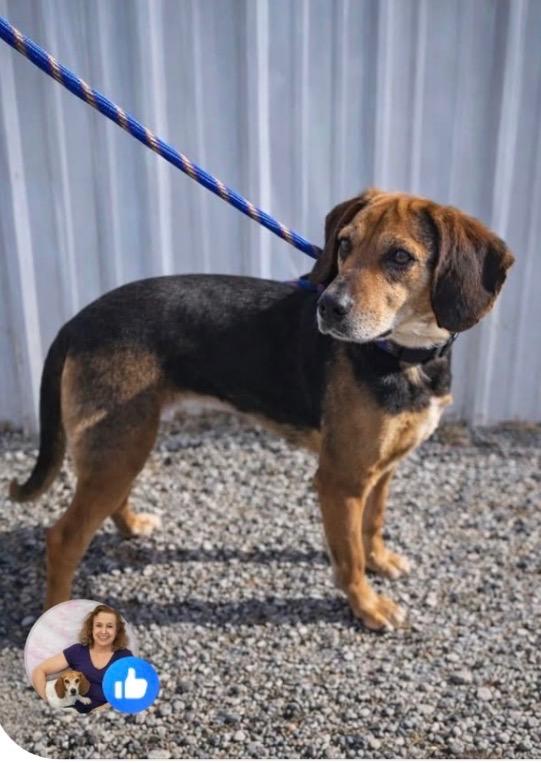 Enlarge Annie, a ADOPTABLE mixed breed in Louisville, KY image 2/2