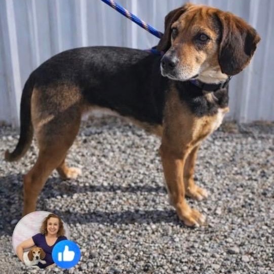 Enlarge Annie, a ADOPTABLE mixed breed in Louisville, KY image 2/2