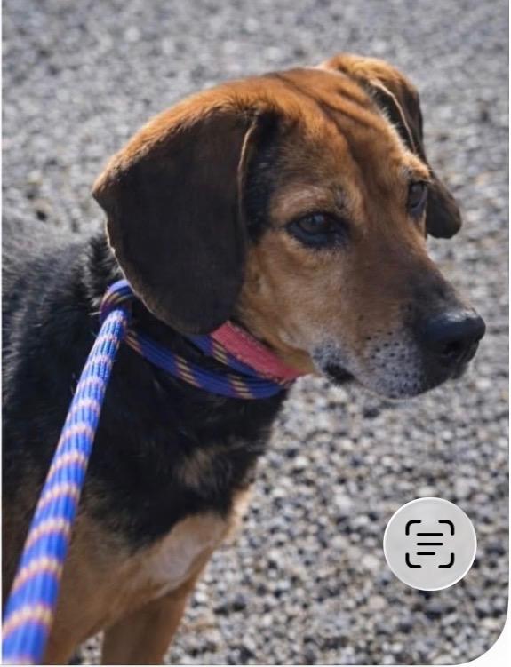 Annie, ADOPTABLE, Adult Female Beagle.
