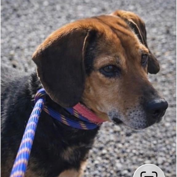 Enlarge Annie, a ADOPTABLE mixed breed in Louisville, KY image 1/2