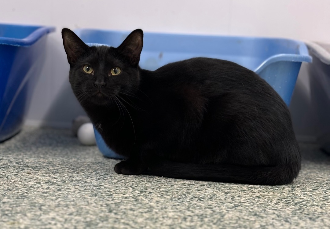 Enlarge Woodrow - Adoption Fee Waived!, a Adoptable Domestic Short Hair in Richland Center, WI image 1/1