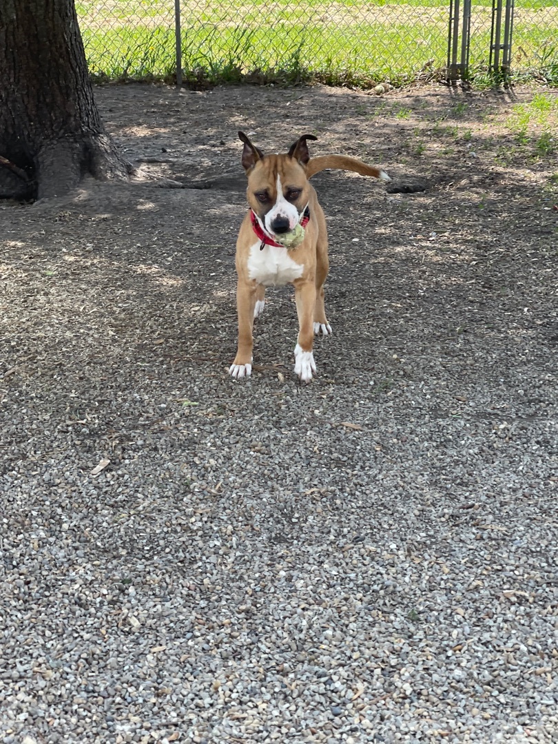 Bojangles, Adoptable, Adult Male Boxer.