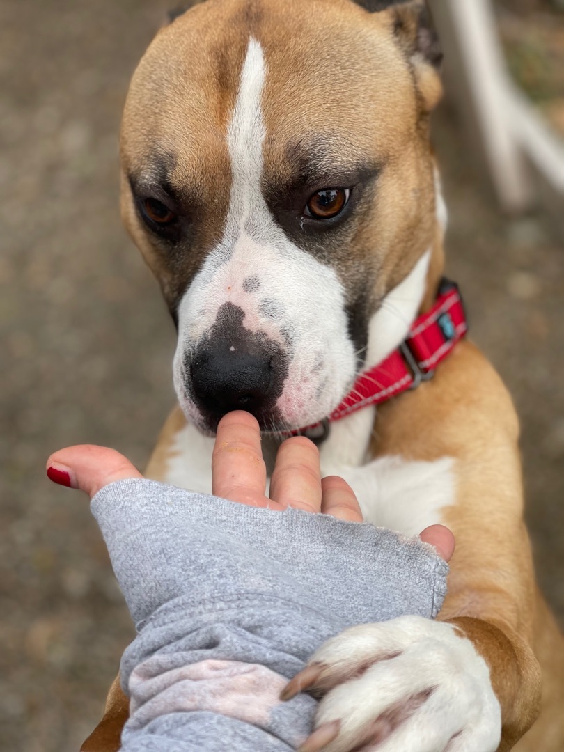 Bojangles, a Adoptable mixed breed in Bourbonnais, IL image 3/12