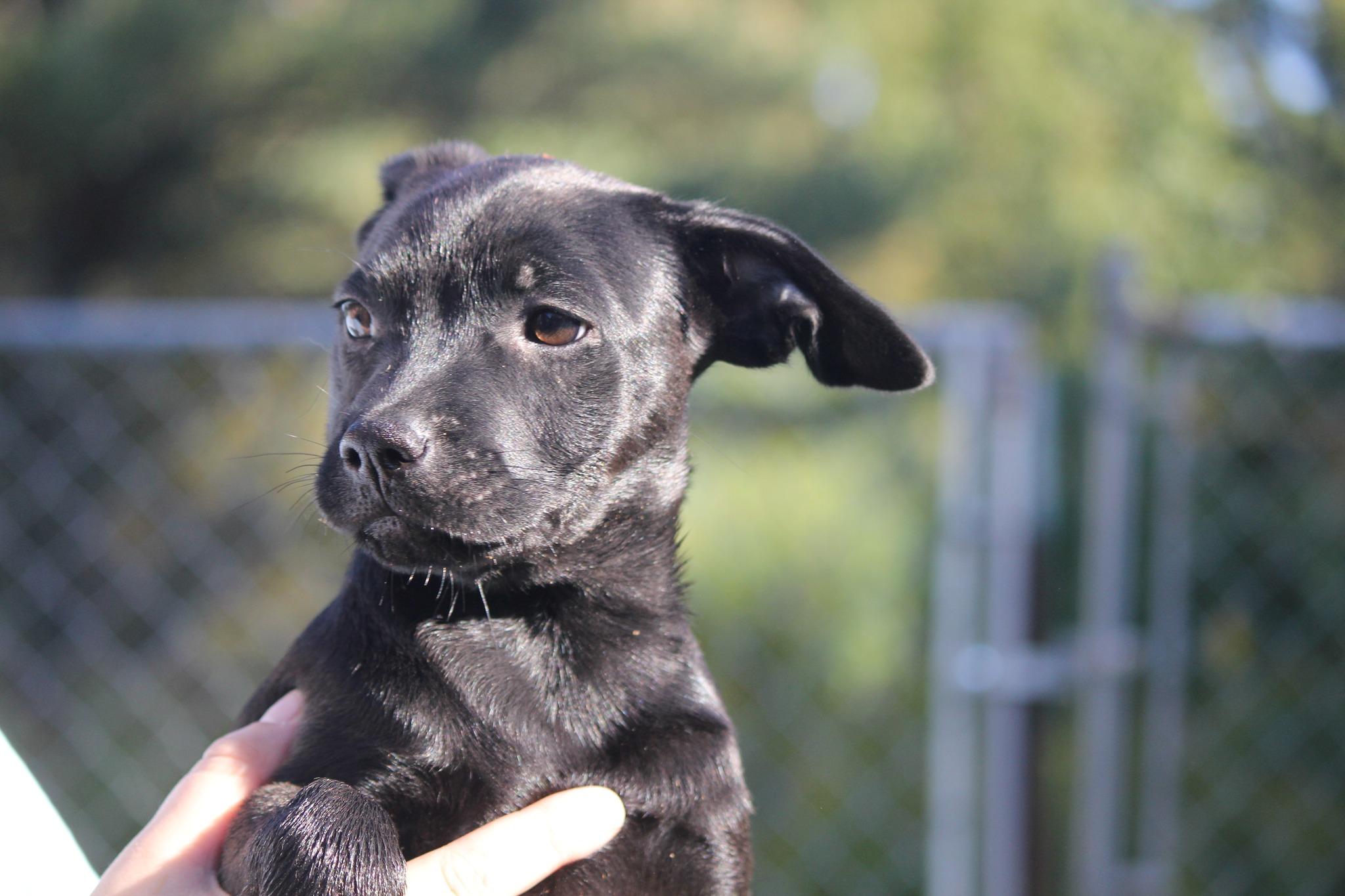 Pixie, a Adoptable mixed breed in Hayward, WI image 1/2