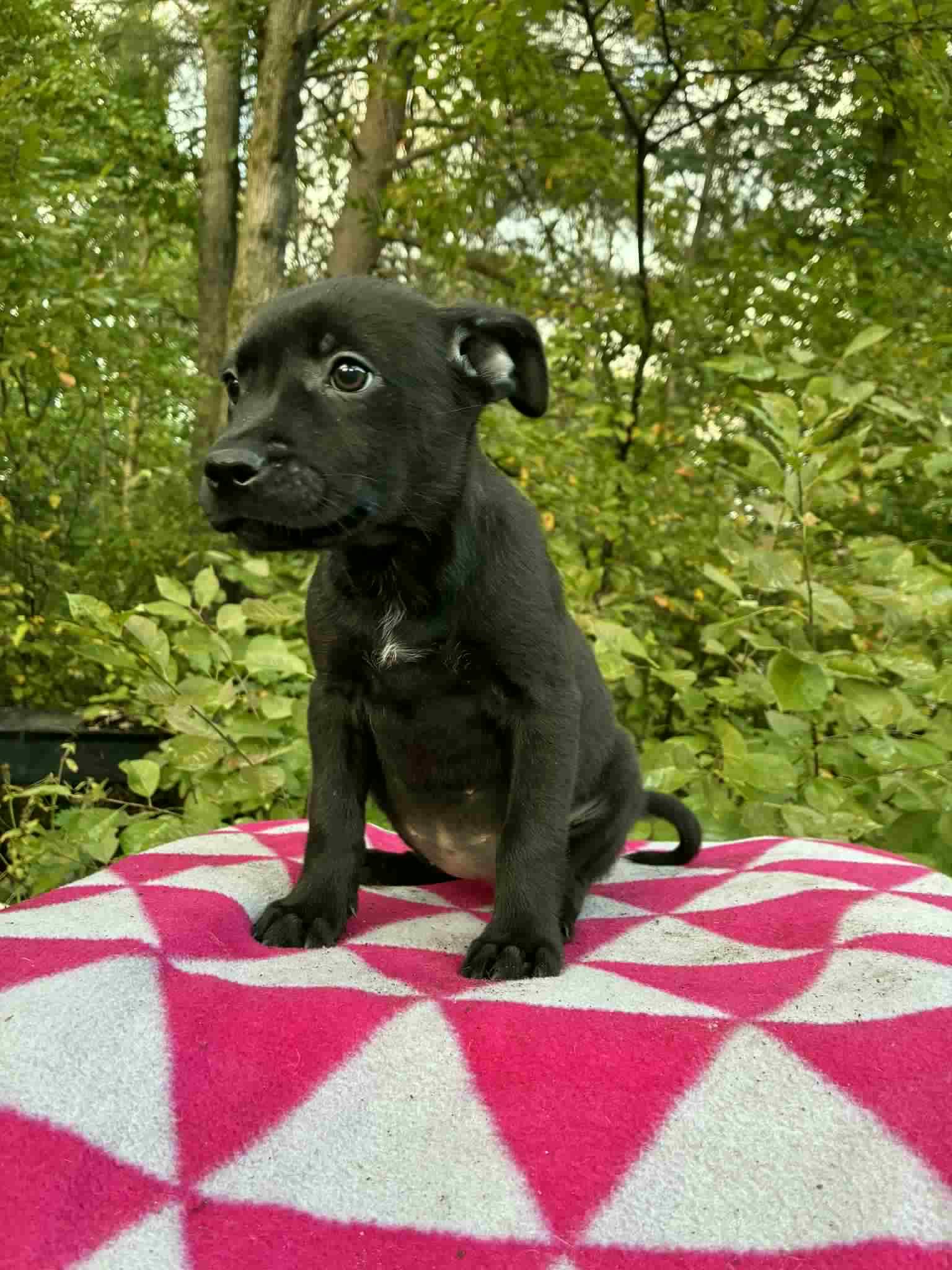 Pixie, Adoptable, Young Female Australian Cattle Dog / Blue Heeler.