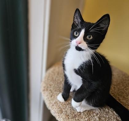 Ella (Bonded with Joey), Adoptable, Kitten Female Domestic Short Hair & Domestic Short Hair.