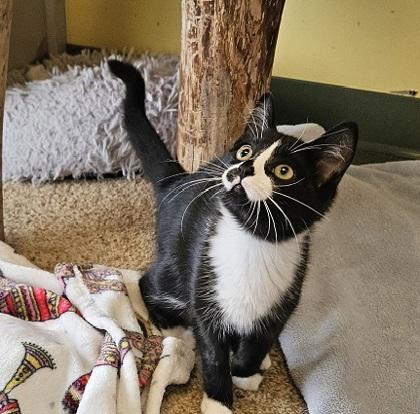 Ella (Bonded with Joey), a Adoptable Domestic Short Hair in Verona, WI image 2/3