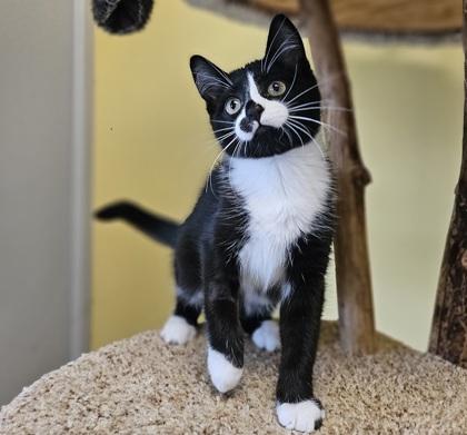 Ella (Bonded with Joey), a Adoptable Domestic Short Hair in Verona, WI image 3/3