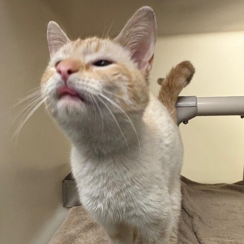 Steven, Adoptable, Adult Male Siamese.