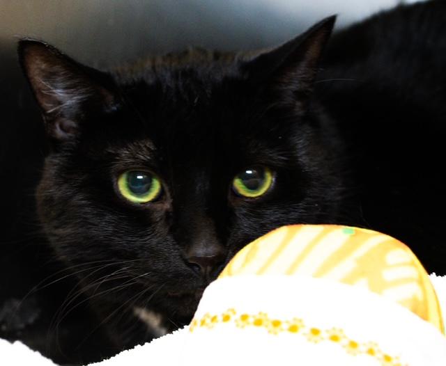 Enlarge MINNIE, a Adoptable Domestic Short Hair in Boston, MA image 1/1