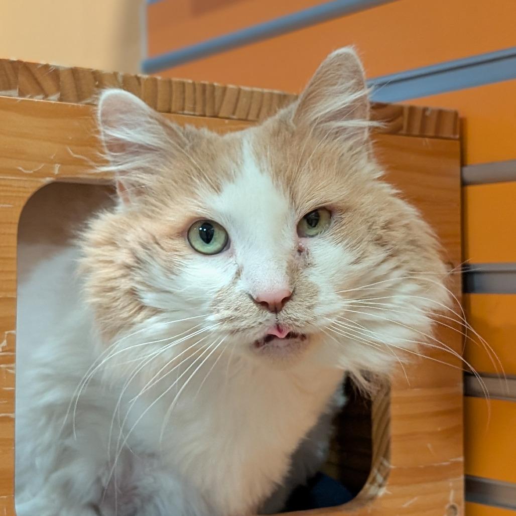 Ruthie, a Adoptable mixed breed in Washington Township, OH image 1/6