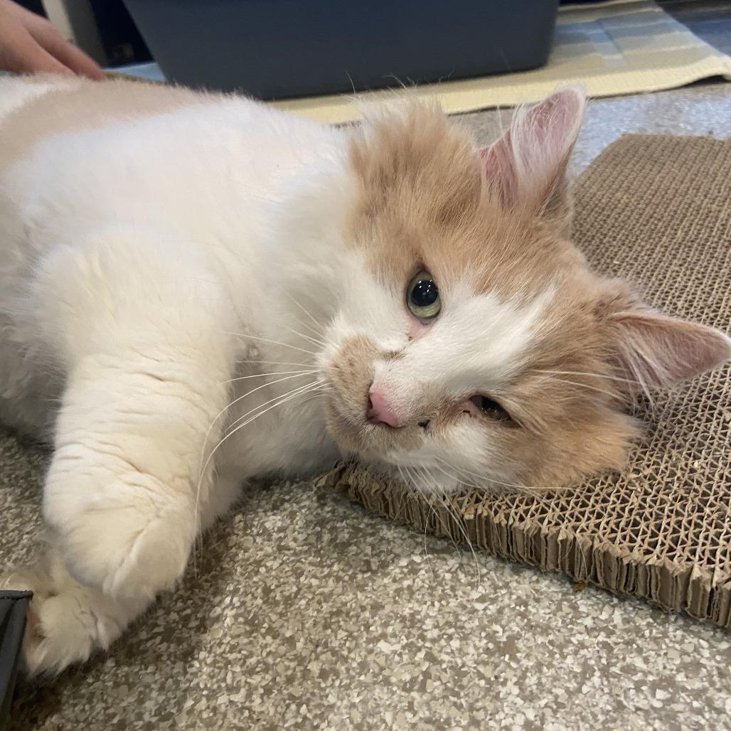 Ruthie, a Adoptable mixed breed in Washington Township, OH image 2/6