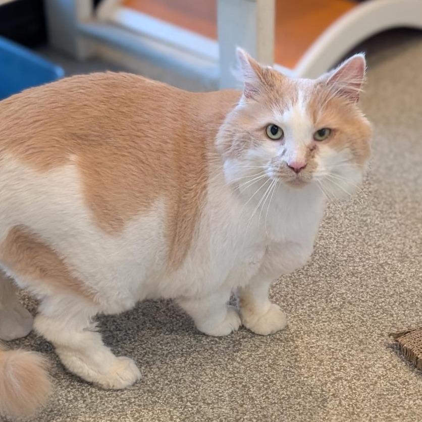 Ruthie, a Adoptable mixed breed in Washington Township, OH image 3/6