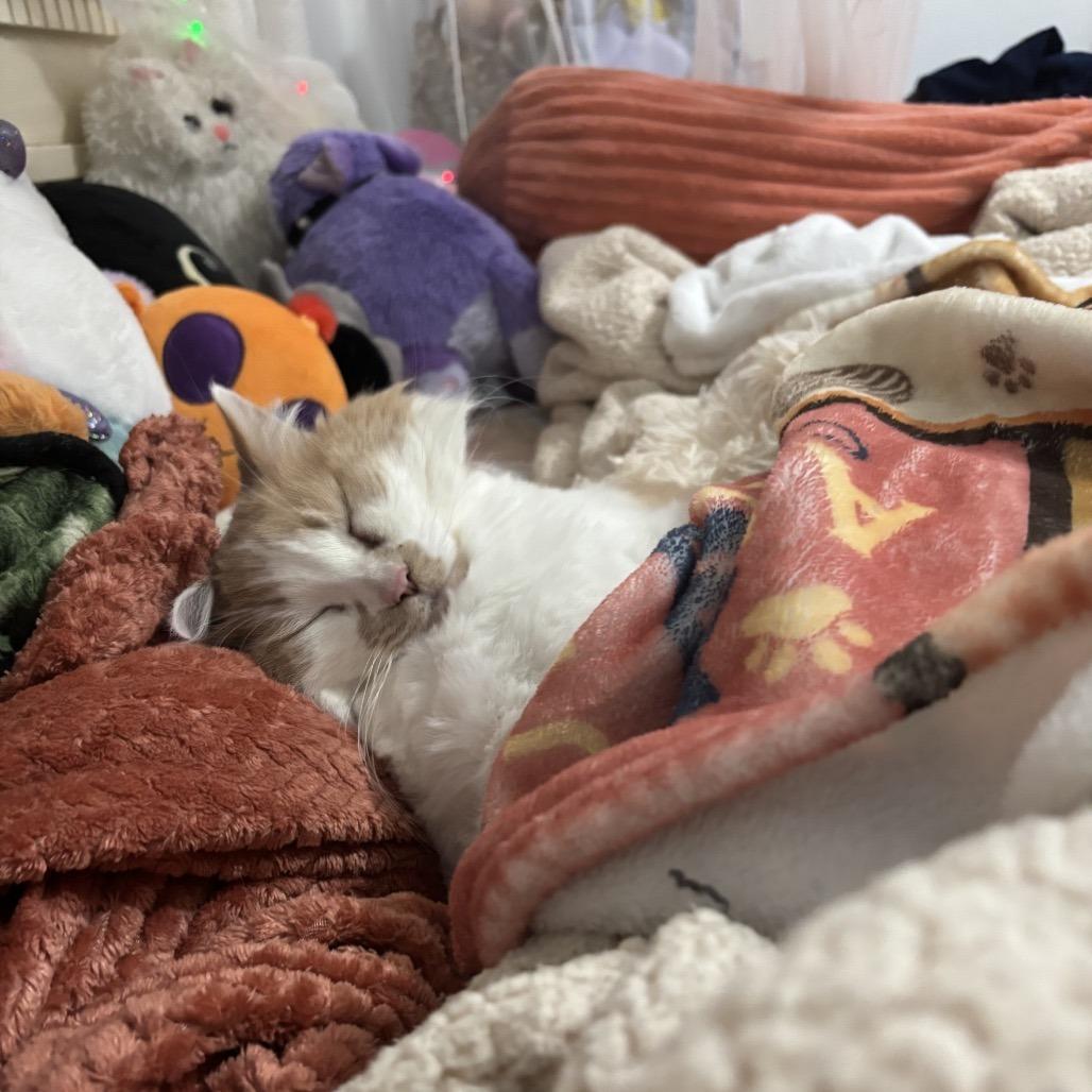 Ruthie, a Adoptable mixed breed in Washington Township, OH image 4/6