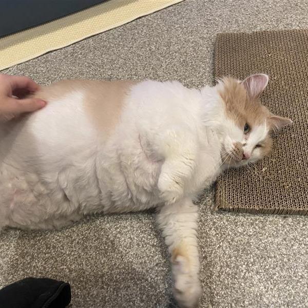 Ruthie, a Adoptable mixed breed in Washington Township, OH image 5/6