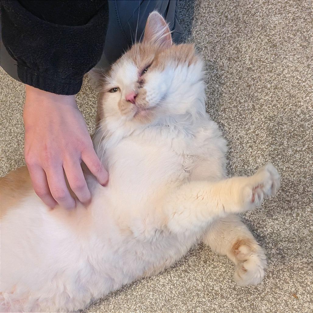 Ruthie, a Adoptable mixed breed in Washington Township, OH image 6/6