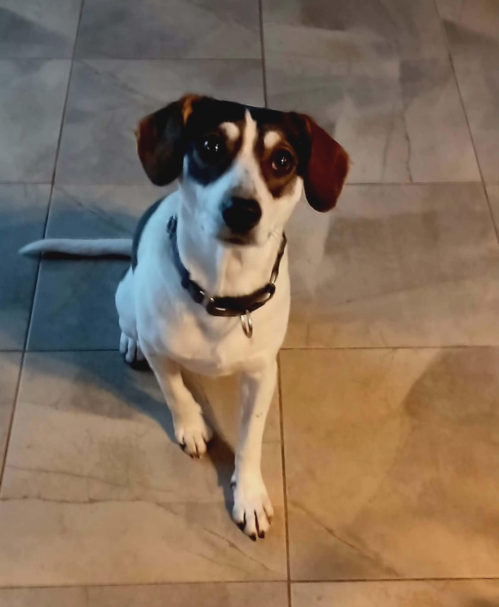 Enlarge Charlie (female), a Adoptable mixed breed in North Berwick, ME image 2/6