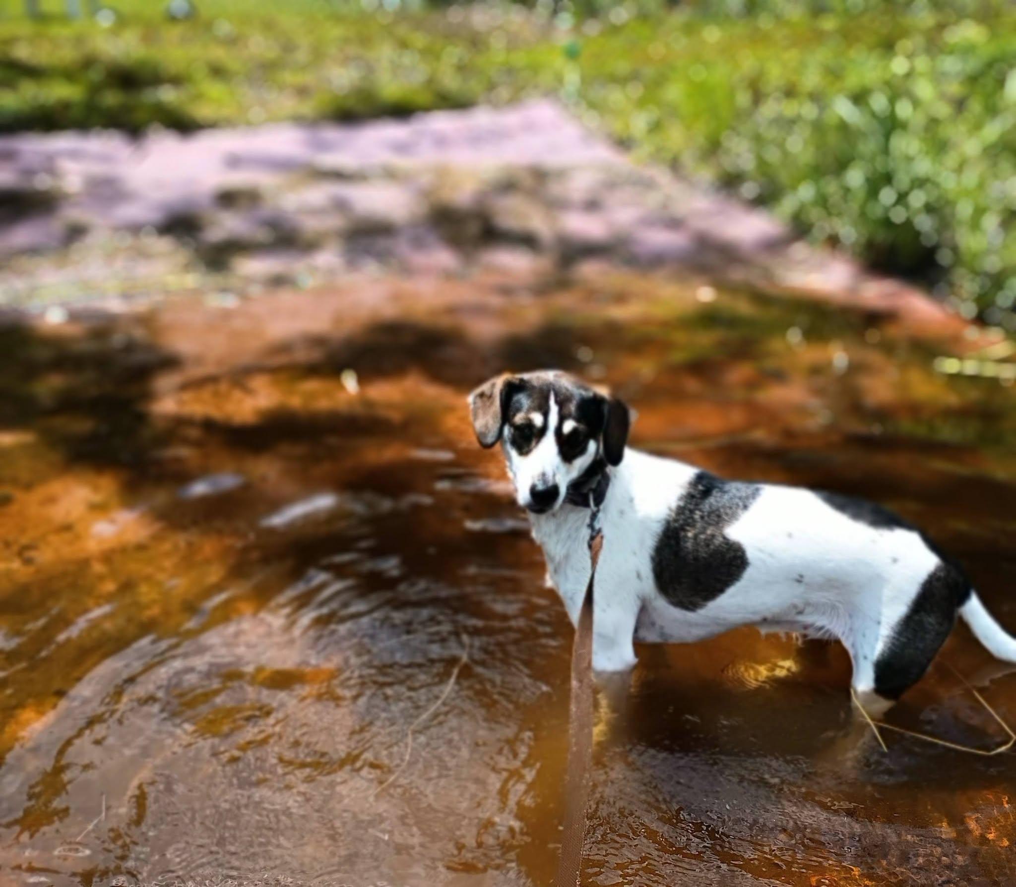 Enlarge Charlie (female)  , a Adoptable mixed breed in North Berwick, ME image 2/6
